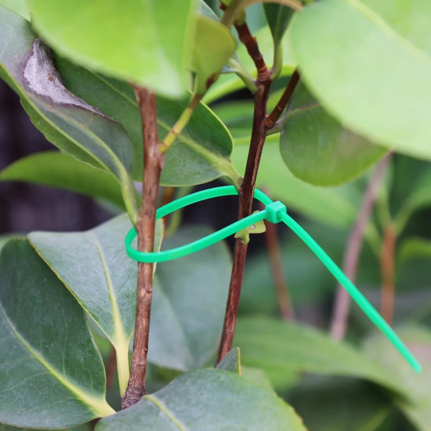 300/50PCS Self-Locking Nylon Cable Ties Green Fastening Wraps for Garden