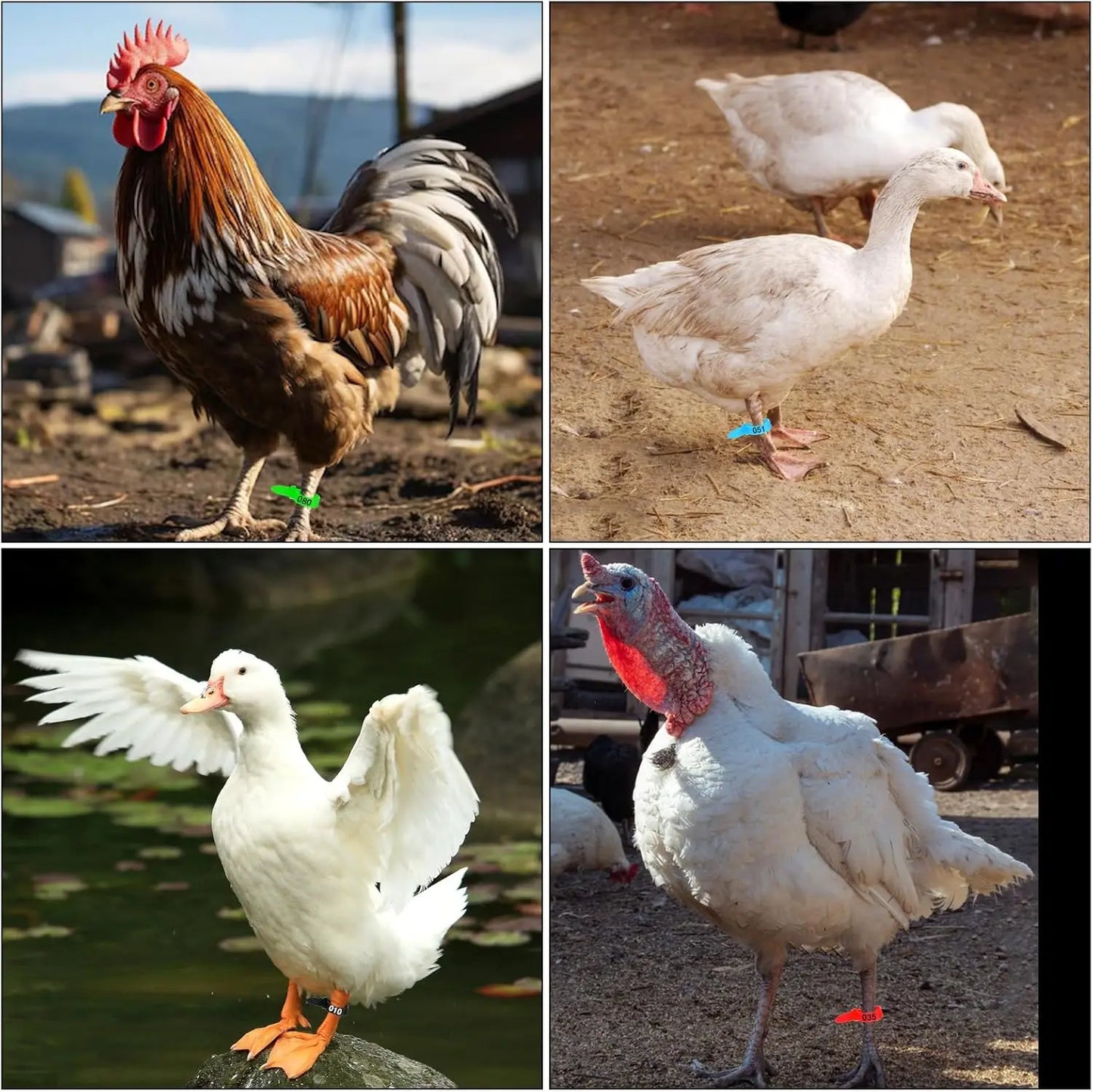 Adjustable Poultry Leg Rings Snap Clip for Farm Birds Identification