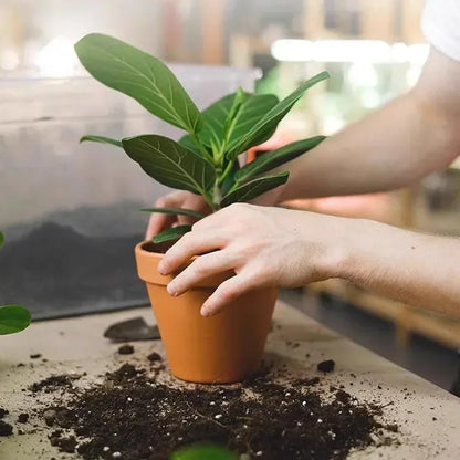 Plant Slow-release Sticks Nutrient Stick Universal Indoor Potted Flower Pot Plants Fertilizer Bars Enhancer Garden Accessories
