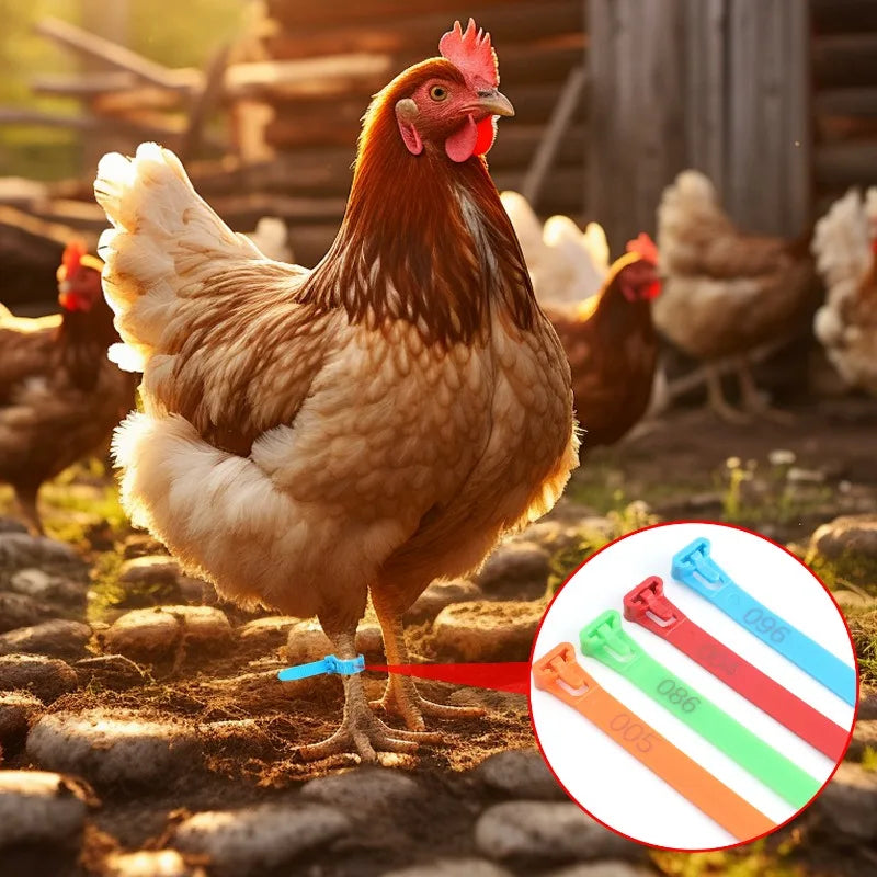 Farm bird ratchet leg ring snap clip