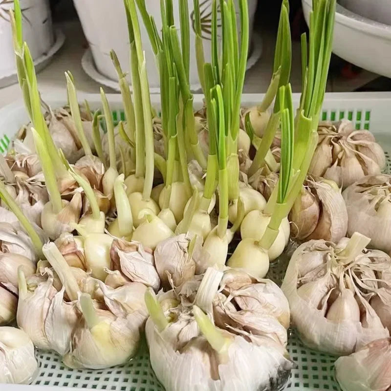 Hydroponics germination tray for efficient microgreens and seed sprouting