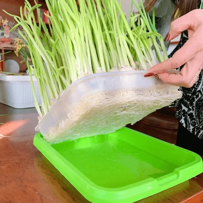 Close-up of microgreens nursery tray structure for soilless cultivation
